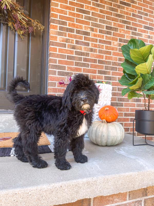 /Images/uploads/Warrick Parks Foundation/pippero-pup-park/entries/27790thumb.jpg